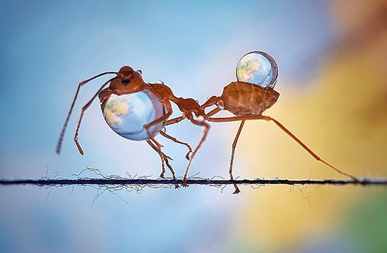 تصاویر باورنکردنی از مورچه‌ها و قطرات آب