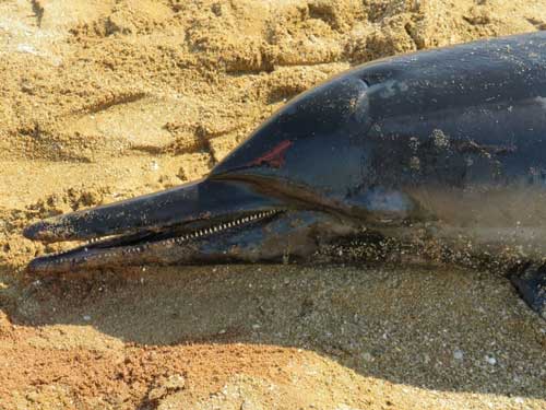 به گل‌نشستن لاشه یک دلفین در ساحل بوشهر+عکس