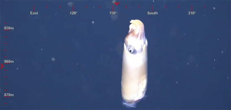 کشف ماهی مرکب نادری که تمام دانسته‌ها و پیش‌فرض‌های دانشمندان را برهم زد و آن‌ها را شوکه کرد