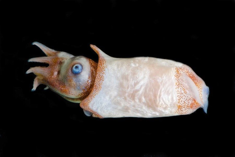 کشف ماهی مرکب نادری که تمام دانسته‌ها و پیش‌فرض‌های دانشمندان را برهم زد و آن‌ها را شوکه کرد