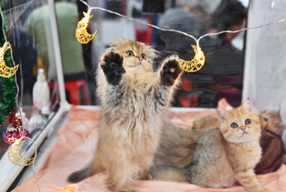 نمایشگاه گربه‌ها در مسکو