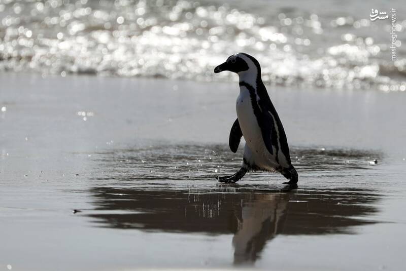 قدم زدن پنگوئن آفریقایی+عکس