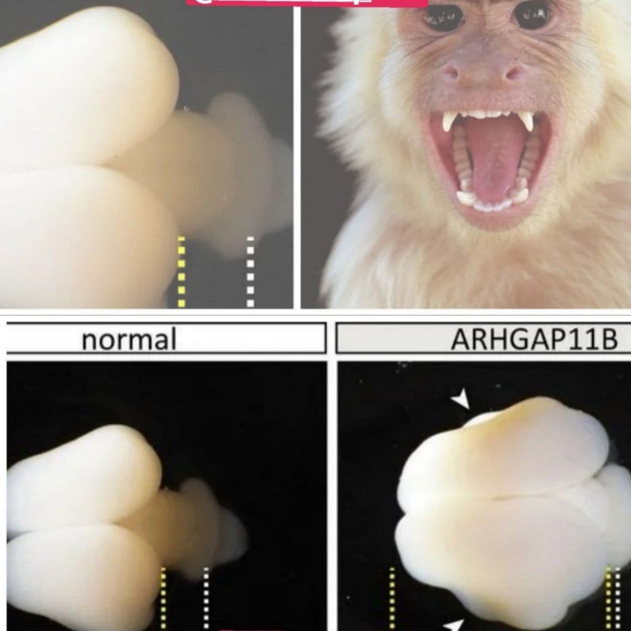 محققان مغز میمون را دستکاری کردند+عکس