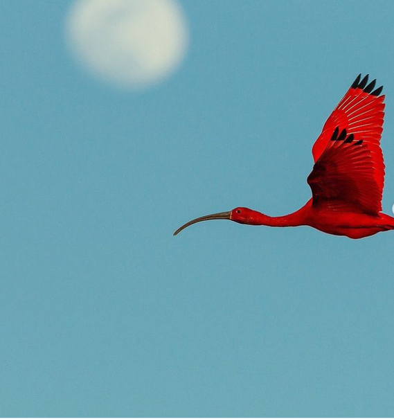 پرنده‌ای عجیب با رنگ قرمز+عکس