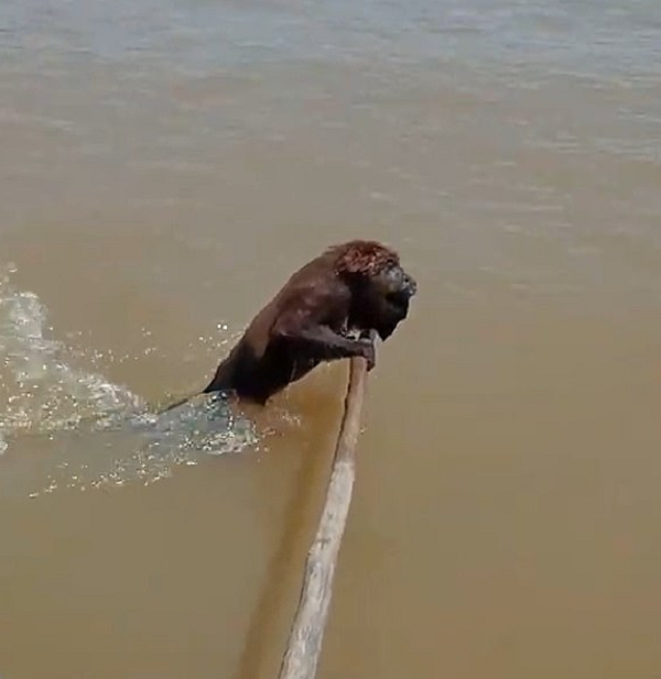 ماهیگیر برزیلی میمونی را از غرق شدن نجات داد +عکس