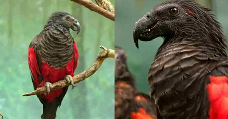 طوطی دراکولا پرنده‌ای زیبا اما وحشتناک +تصاویر