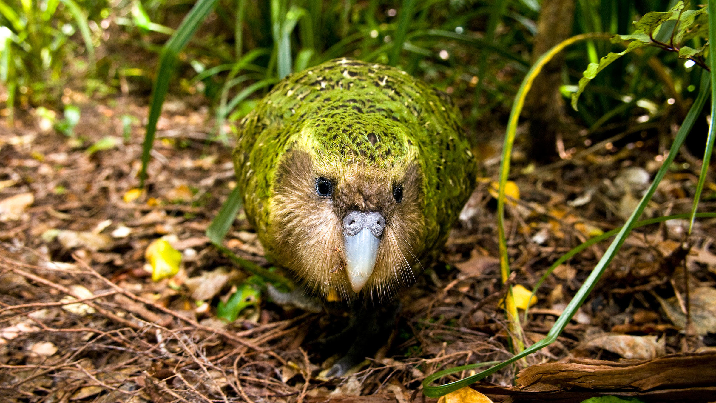 سنگین ترین طوطی جهان که پرنده سال ۲۰۲۰ نیوزیلند شد+ عکس