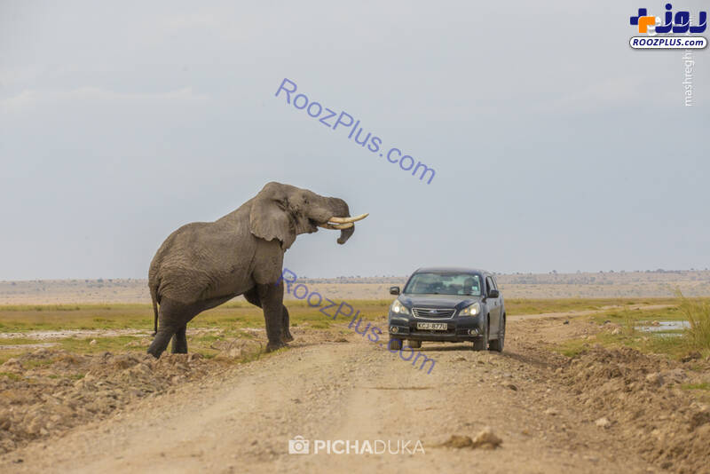 لحظه حمله فیل عظیم الجثه به یک خودرو در جاده+عکس