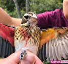 کشف پرنده‌ای عجیب و منحصر به فرد برای نخستین بار