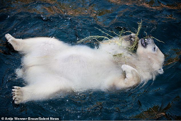 شنای لذت بخش خرس تنبل +عکس