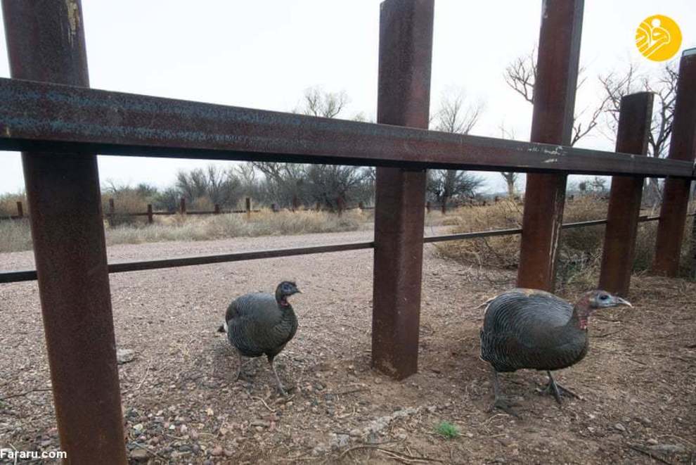 عبور حیوانات از دیوار مرزی آمریکا و مکزیک + عکس