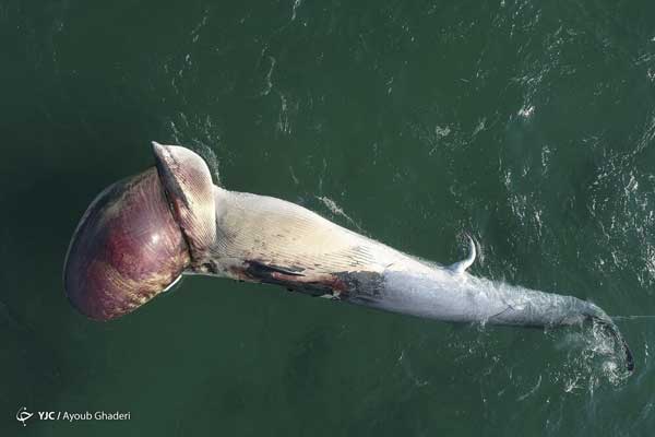 مرگ دومین نهنگ به گل نشسته در جزیره کیش+عکس