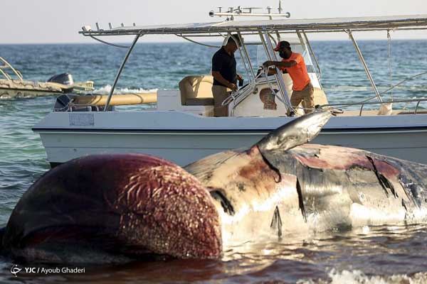 مرگ دومین نهنگ به گل نشسته در جزیره کیش+عکس
