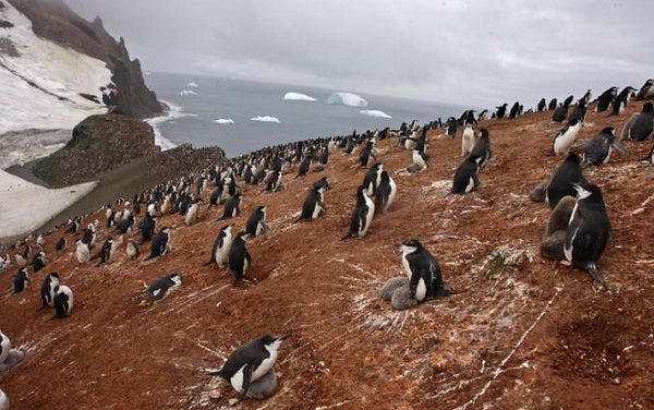 جوجه پنگوئن‌های قطب جنوب سوژه شدند +عکس