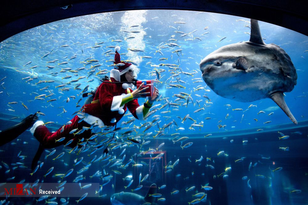 شنای بابانوئل با ماهیان آکواریوم + عکس