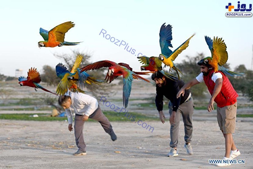 آموزش پرندگان طوطی در کویت+عکس