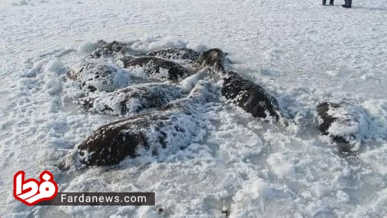 یخ زدن ۲۶ اسب در قزاقستان +عکس