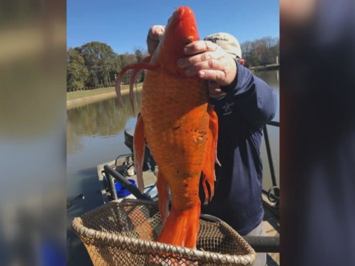 صید ماهی قرمز غول‌پیکر در دریاچه کارولینای جنوبی +عکس