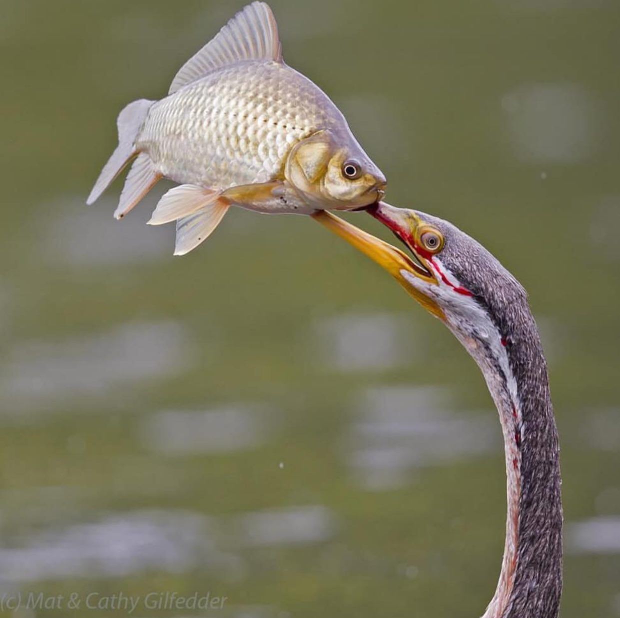 تصویری از شکار ماهی توسط مار گردن