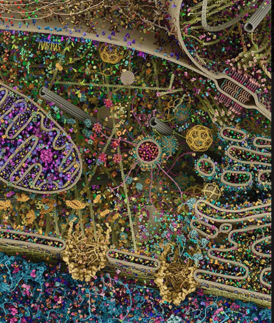 تصویر میکروسکوپی شگفت‌انگیز از سلول انسانی