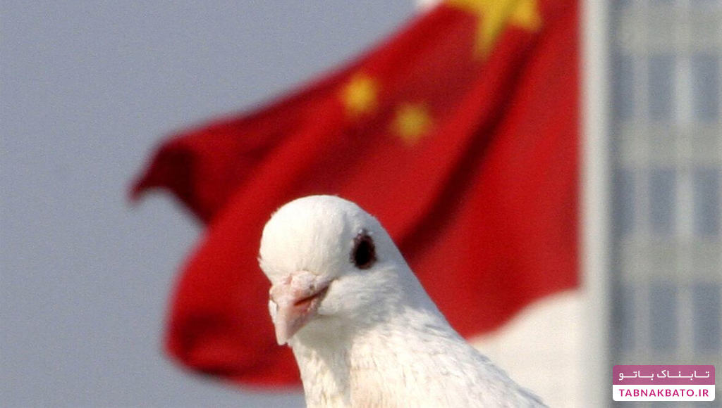 کبوتر نامه‌بر، سری‌ترین ابزار‌ نظامی چین