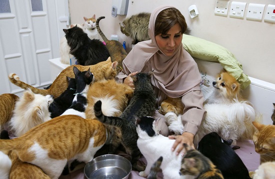 ساکن مسقط عمان با ۴۸۰ گربه +عکس