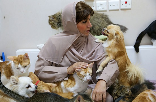 ساکن مسقط عمان با ۴۸۰ گربه +عکس