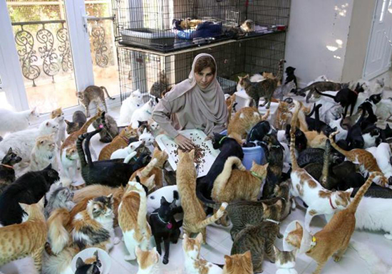 زنی که ۵۰۰ گربه و سگ در خانه دارد!
