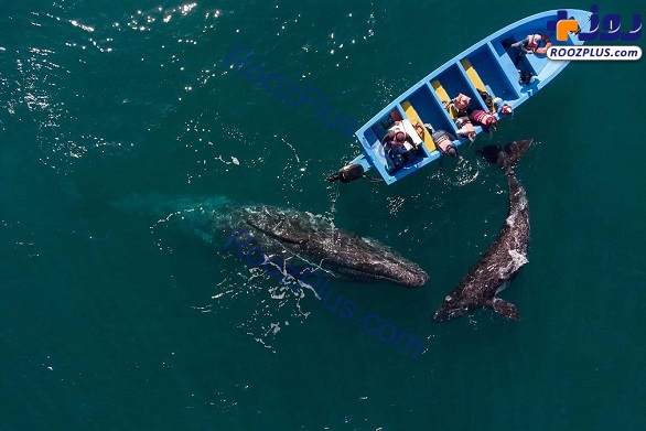 پرسه زدن جالب نهنگ در نزدیکی قایق گردشگران + عکس