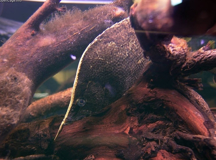 این ماهی برای استتار خود را شبیه یک برگ مرده و افتاده یک درخت در رود جا می‌زند!