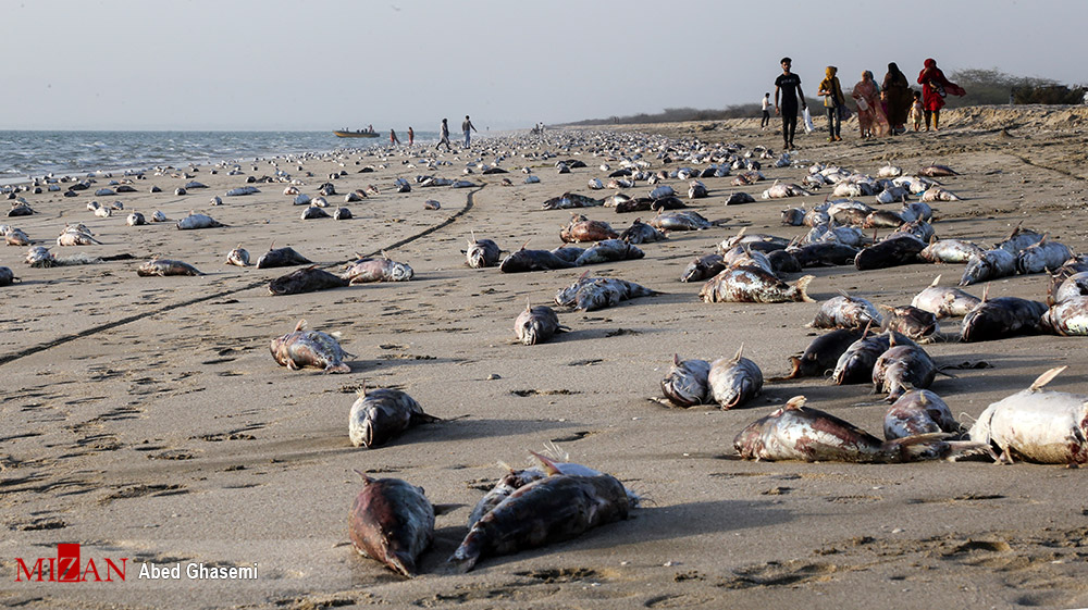 معمای مرگ گربه ماهی ها در ساحل جاسک + عکس