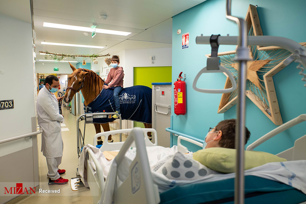 اسبی که تسکینی برای بیماران سرطانی است + عکس