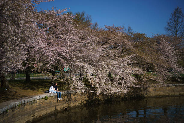 شکوفه های زیبای گیلاس در واشنگتن دی سی + عکس