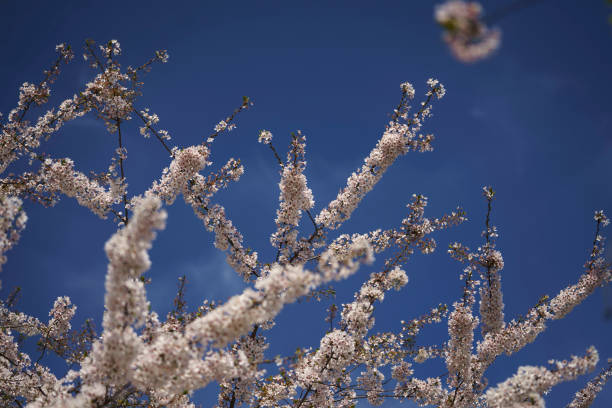 شکوفه های زیبای گیلاس در واشنگتن دی سی + عکس