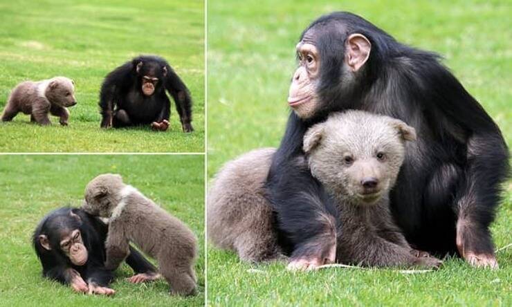 دوستی خرس و شامپانزه +عکس