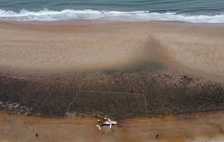 نهنگ به گل نشسته در ساحل انگلیس + عکس