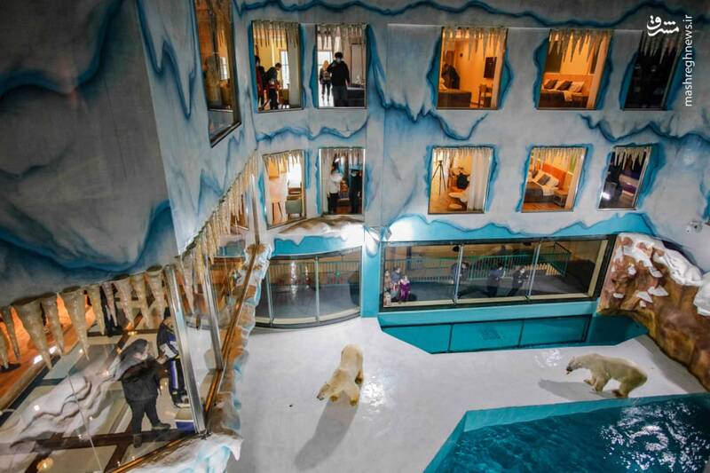افتتاح اولین هتل خرس‌های قطبی+عکس