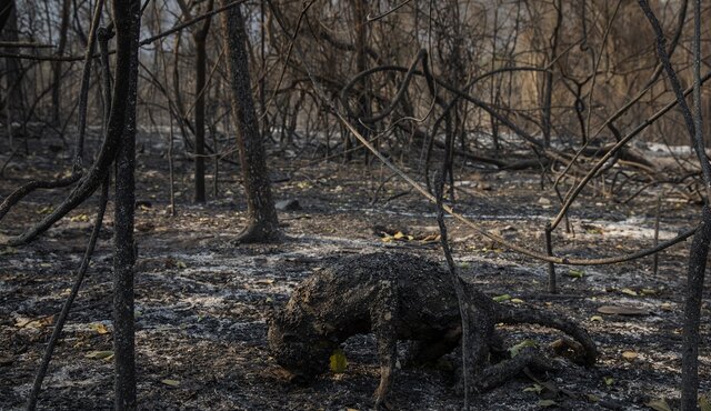 حیوان سوخته در آتش سوزی جنگل های برزیل + عکس