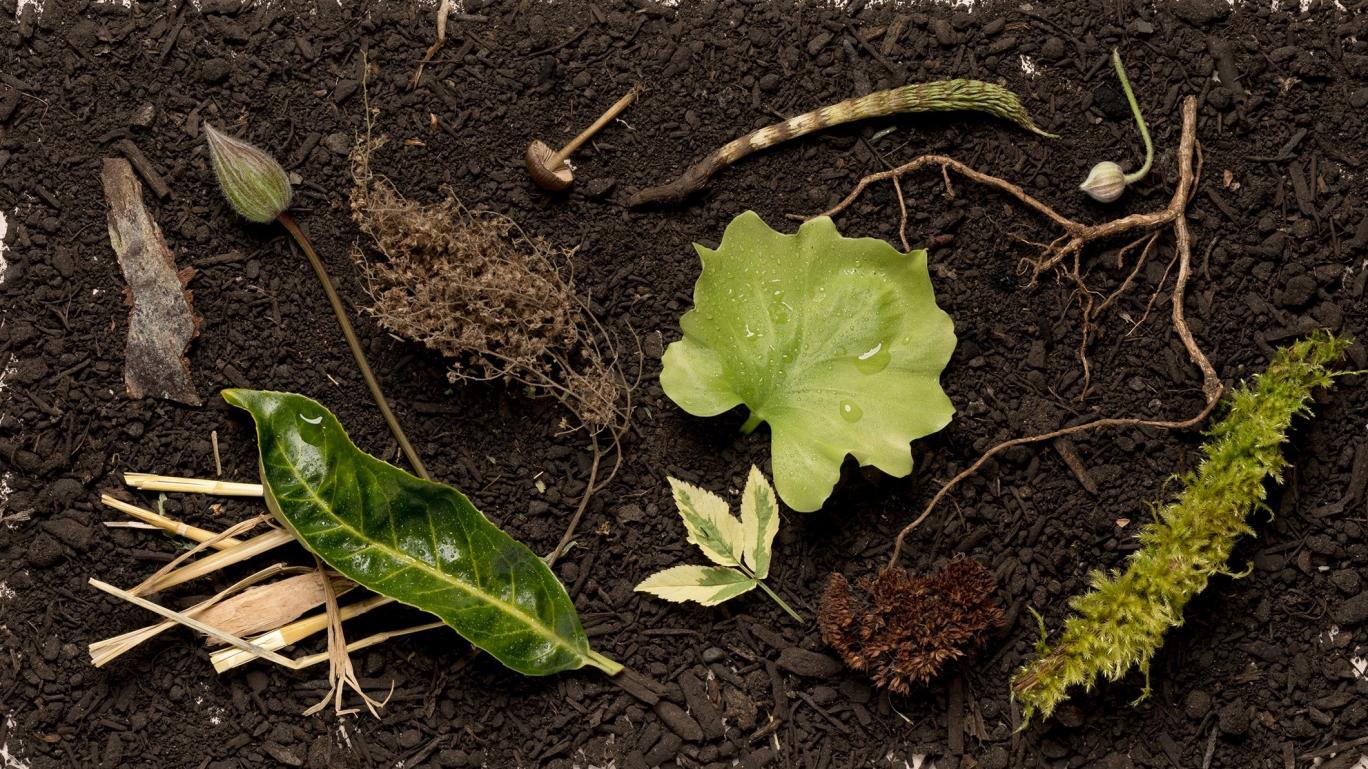 گلخانه جسد‌ها؛ تبدیل بدن انسان به کود برای گیاهان