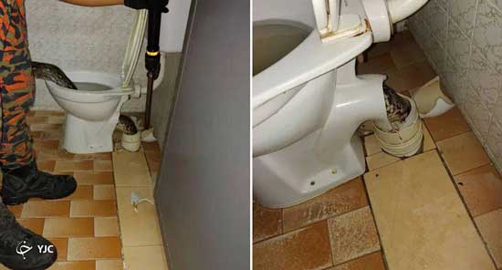 حمله باورنکردنی مار غول پیکر به صاحبخانه در توالت