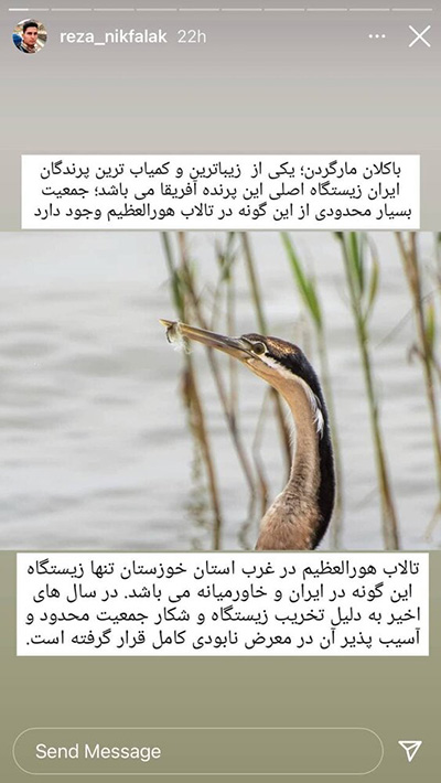 پرنده نادر آفریقایی در ایران تلف شد+عکس
