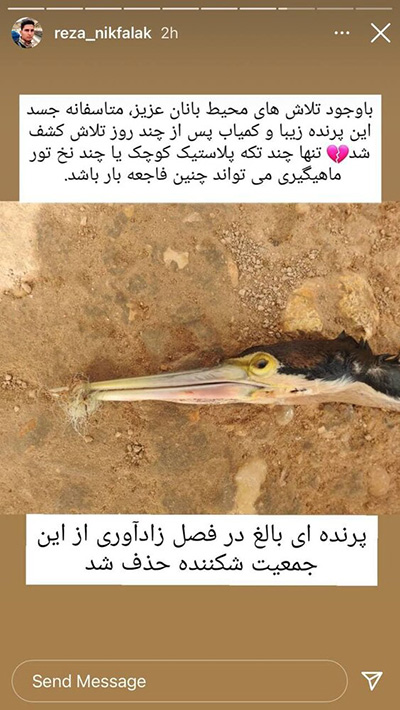 پرنده نادر آفریقایی در ایران تلف شد+عکس
