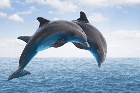 تصاویری کم نظیر از شنای دسته جمعی حدود ۳۰۰ دلفین