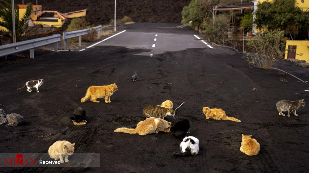 گربه‌ها در میان خاکستر آتشفشان به دنبال غذا