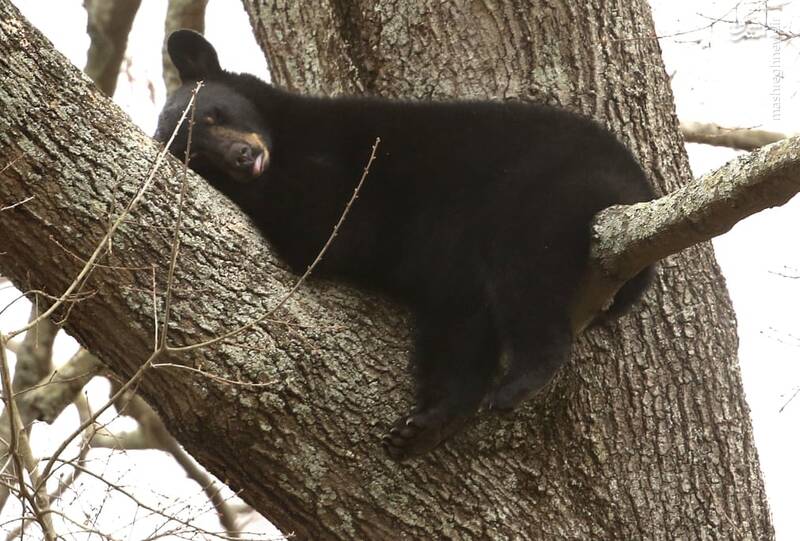 استراحت خرس روی درخت