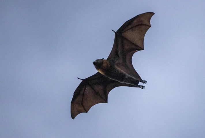 تصویری بسیار جالب از پرواز خفاش