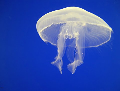 گونه‌ای شگفت انگیز و زیبا از عروس دریایی در اعماق اقیانوس