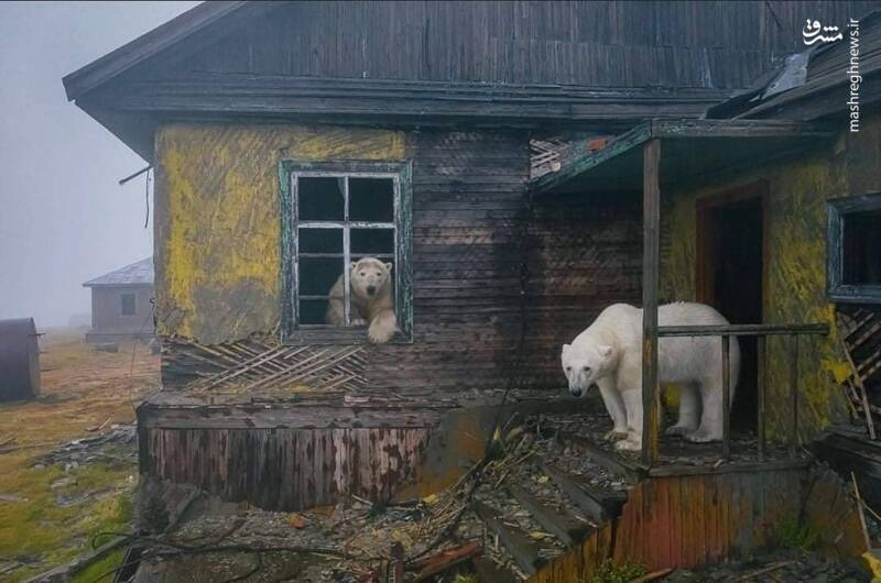 خانه‌ متروکه میزبان خرس‌های قطبی