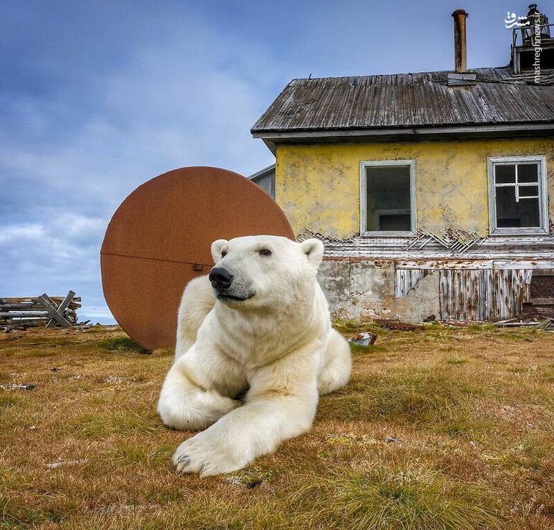 خانه‌ متروکه میزبان خرس‌های قطبی