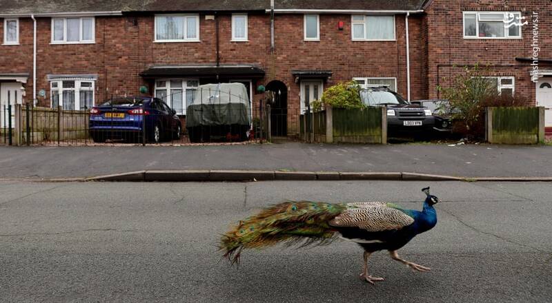 قدم زدن طاووس در خیابان